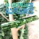 Tube d'Alania Orion - 8 cm - vert glass stem pour Dynavap