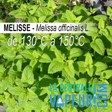 Mélisse - 30g